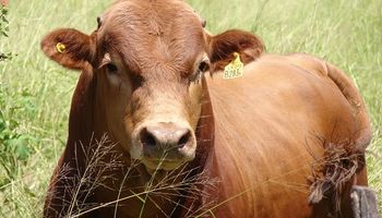 Cómo prevenir enfermedades venéreas en bovinos