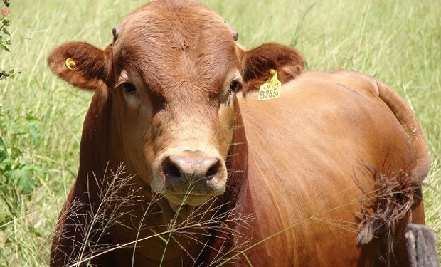 Cómo prevenir enfermedades venéreas en bovinos