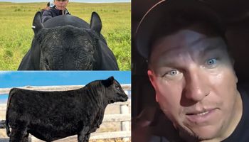 Histórico: el criador más importante del mundo compró un toro con sangre argentina y pagó US$ 270.000 por la mitad del animal