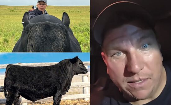 En el remate de Coleman, en Montana, Kelly Schaff adquirió el 50% de un reproductor hijo de “Palermo”, un toro con sangre argentina; el negocio validó en US$540.000 al animal y marca un nuevo hito para la proyección internacional de la ganadería argentina