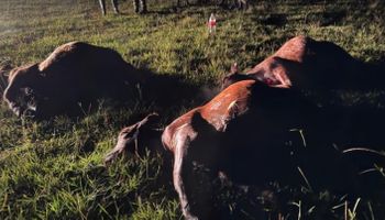 Inseguridad rural: balearon a un toro en Corrientes y crece la preocupación en el sector ganadero