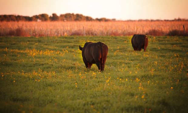Testeo gratis y reposición de toros: los principales ejes del plan de prevención de enfermedades bonaerense