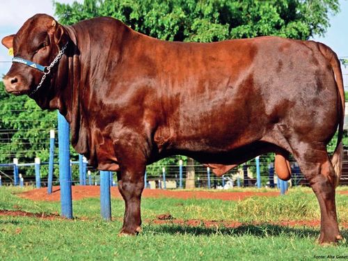 Genética Limousin: engordar más también significa ganar más