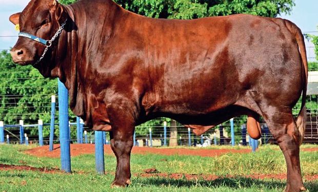 Se trata de ejemplares flexibles, de ahí el nombre de la marca, que surgen del cruzamiento de vacas Angus, Hereford o Shorthorn con toros Limousin.