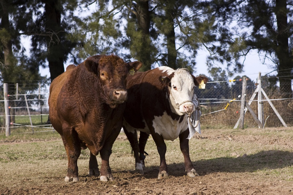 noticiaspuertosantacruz.com.ar - Imagen extraida de: https://news.agrofy.com.ar/noticia/211559/venta-toros-se-recupera-y-marca-ritmo-2025