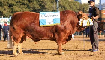 Mistral Pulido: el toro argentino de la raza Limousin que es el mejor de Sudamérica 