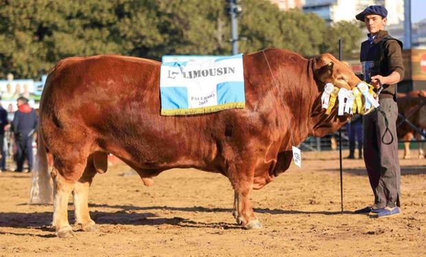 Mistral Pulido: el toro argentino de la raza Limousin que es el mejor de Sudamérica 