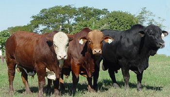 Revisión de toros: ¿Qué indicadores marcan la aptitud del animal para la reproducción? 