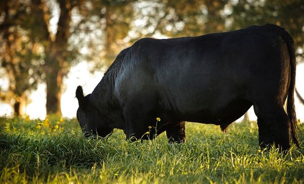 Buenos Aires avanza en el Plan Toro para erradicar enfermedades venéreas