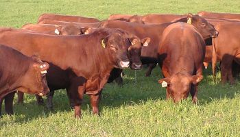 La Angus se quedó con el 52% del rodeo bovino nacional