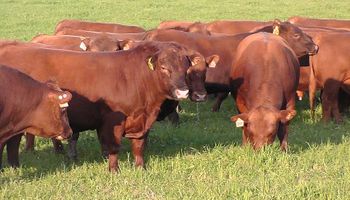 Carne: quieren subir exportaciones al 20% de la producción