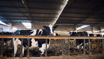 Gigantes de la leche: dos tambos modelo abren las puertas y muestran el camino que los llevó al éxito