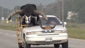 Motorista é parado por viajar com touro gigante no banco do passageiro