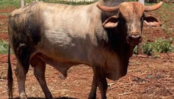 Mistério: touro de quase 1 tonelada avaliado em R$ 50 mil desaparece no interior do MS