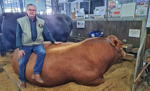 “A raça é de peso, não tem segredo. A gente cria esses animais em um sistema semi-estabulado, ou seja, prende de noite e solta de dia”, disse o proprietário Edgar Ferreira Lima