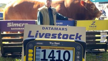 Touro mais pesado vence concurso com 1.410 quilos na Expointer