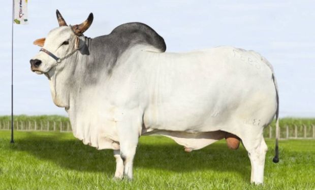 Lítio AJ produziu 261 mil doses de sêmen e deixou mais de 20 mil filhos com avaliação oficial. (foto - Agro Jacarezinho)