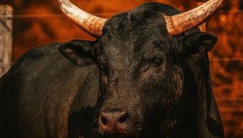 Touro ’Mickey Mouse’ é vendido por R$ 1,2 milhão para dupla Henrique e Juliano