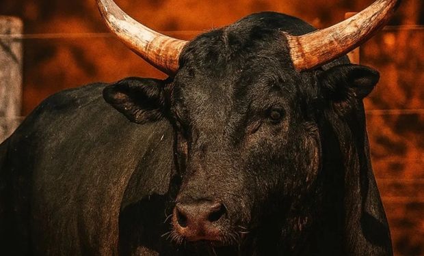 Touro ’Mickey Mouse’ é vendido por R$ 1,2 milhão para dupla Henrique e Juliano