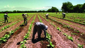 En Salta y otras provincias detectan irregularidades en trabajadores rurales