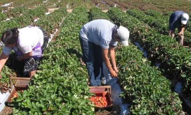 Pautas para el trabajo de menores en la actividad rural.