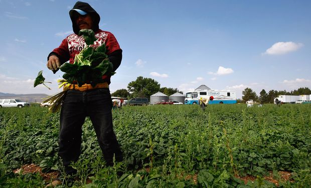 Un repaso por el Régimen Nacional de Trabajo Agrario.