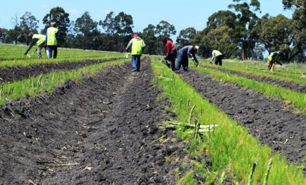 Jornada máxima legal, horas extras y recargos en el régimen agrario.