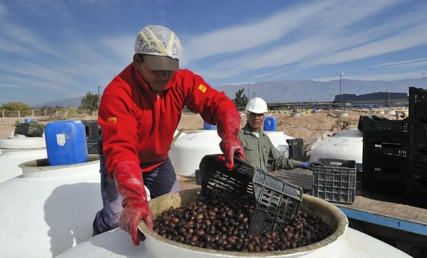 La provincia es la principal productora de aceituna de mesa. Foto: Gobierno de la Rioja