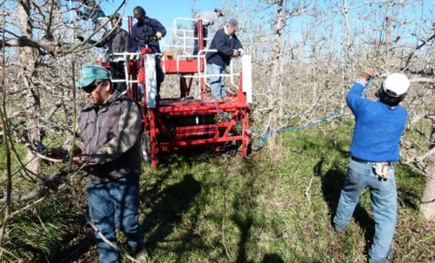 Falta mano de obra en la fruticultura, un sector que ocupa más de 50.000 trabajadores