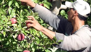 Aspectos previsionales del régimen del trabajo agrario