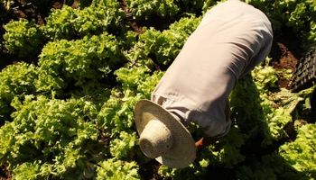 Todo sobre la licencia parental del trabajador rural