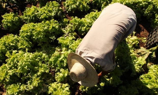 Informe sobre la licencia parental del trabajador rural.