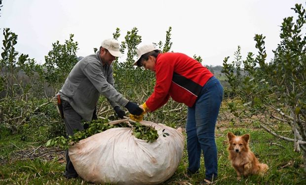 Garantizan que los trabajadores rurales registrados no perderán los planes sociales