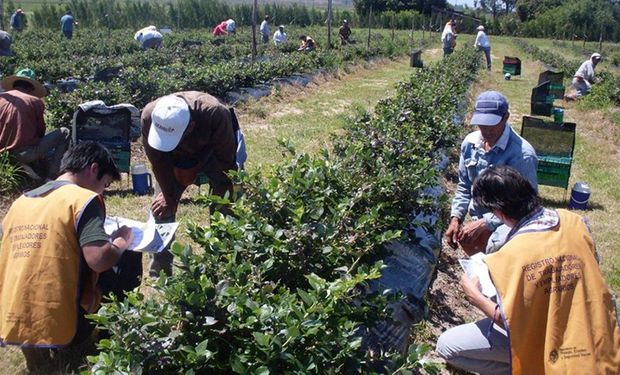Oficializan la suba de la prestación de desempleo para trabajadores rurales: el máximo se fijó en $ 260.000