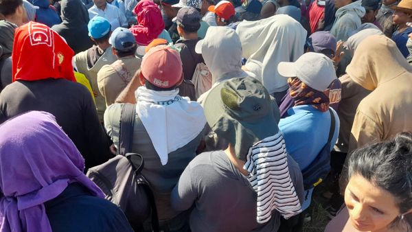 trabajadores de aceitunas