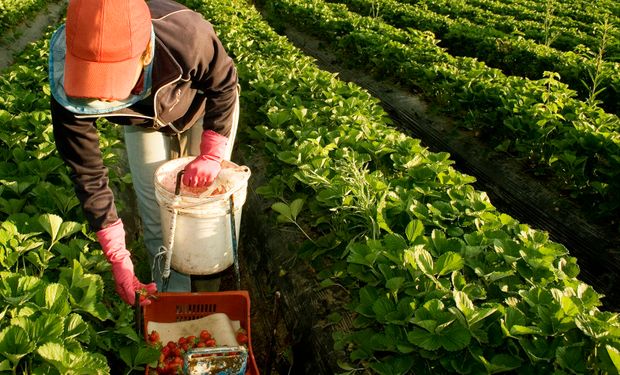 Los detalles del bono extraordinario para trabajadores rurales