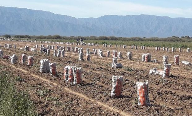 Lucha contra la informalidad: detectaron 34 trabajadores rurales afectados por irregularidades en Catamarca