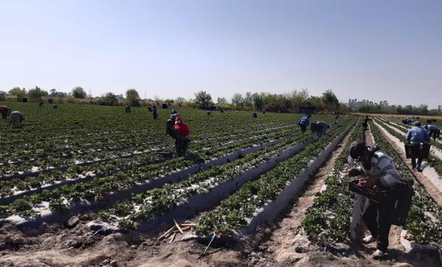 Trabajadores rurales: en mayo aumenta un 48% la prestación por desempleo