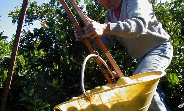 Modalidades contractuales vigentes para la actividad agraria.