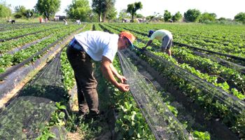 Solidaridad laboral en la tercerización de actividades agropecuarias