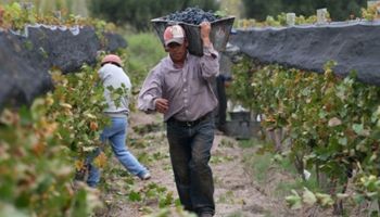 Estiman que el sector agropecuario genera un 7% de los puestos de trabajo en Argentina