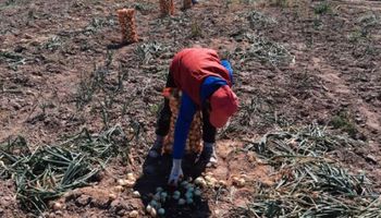 Detectaron trabajo infantil prohibido en un establecimiento hortícola en Santiago del Estero
