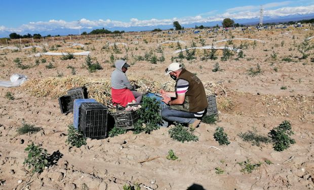 Mendoza: detectan 7 niños en situación de trabajo infantil en establecimientos rurales