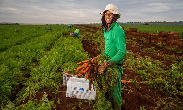 Os produtos orgânicos são mais caros que os convencionais e geram mais receita aos agricultores. (foto - ilustrativa)