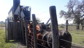 Agroindustria busca crear una "guía única" de tránsito de hacienda