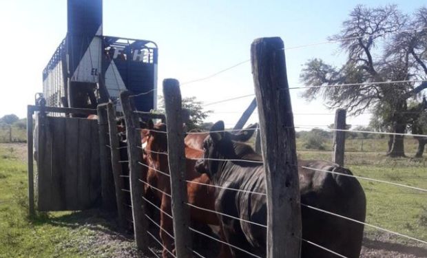 Buscan crear una “guía única” de tránsito de hacienda que podrá gestionarse por internet.