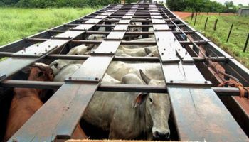 Na prisão: funcionária pública fraudava GTA para trânsito de gado em Goiás