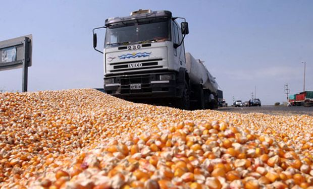 En las nuevas áreas agrícolas de Las Lajitas, Salta, producir maíz sigue siendo casi una utopía.