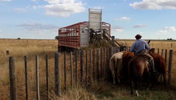 Habilitan la emisión del documento único de transporte electrónico para el traslado de hacienda en Chaco