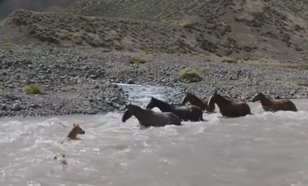 Trashumancia en Neuquén: un guardafauna captó el momento en el que una yegua salva a su potranca de la correntada